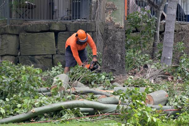 Best Tree Risk Assessment  in Twin Lake, MI